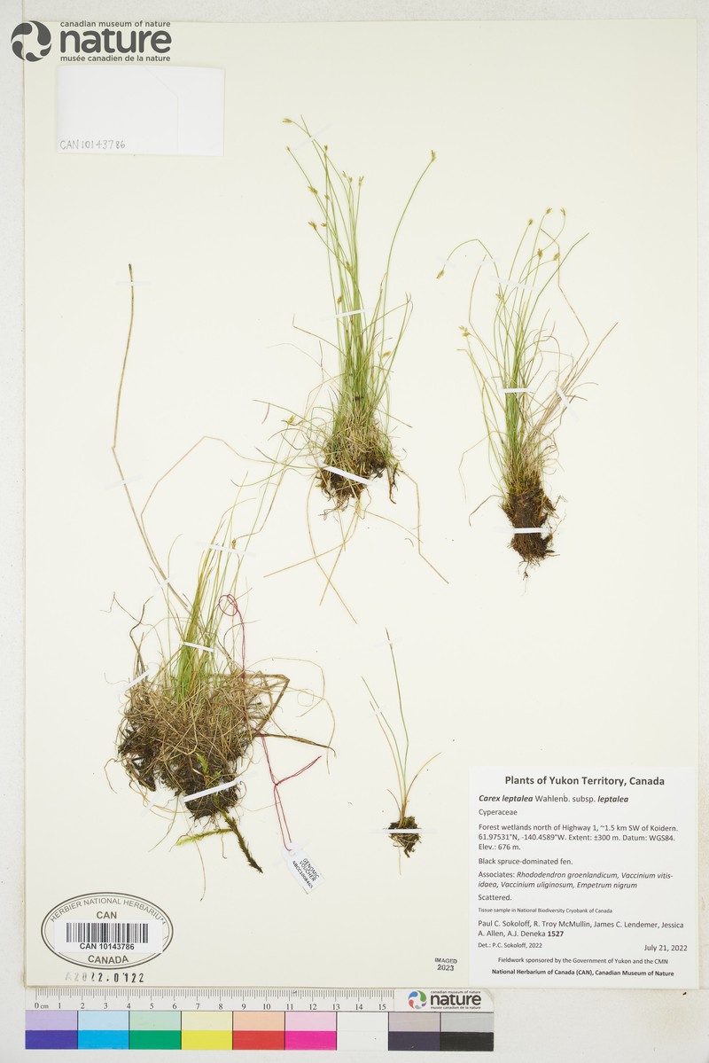 Carex leptalea subsp. leptalea photo 8