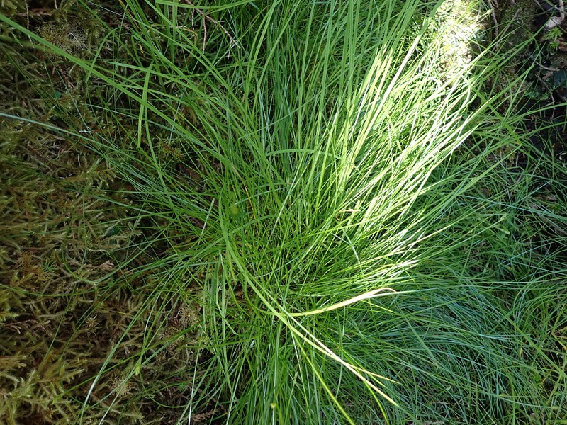 Carex leptalea subsp. pacifica