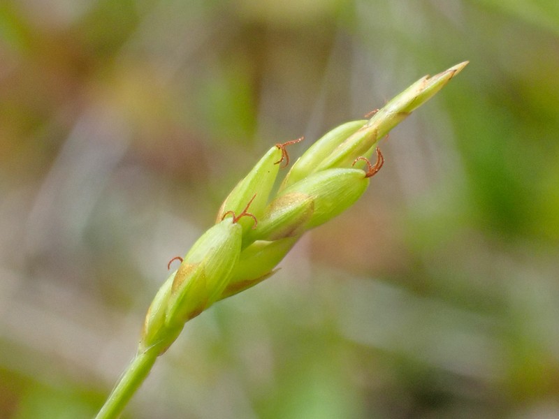 Carex leptalea subsp. pacifica photo 2