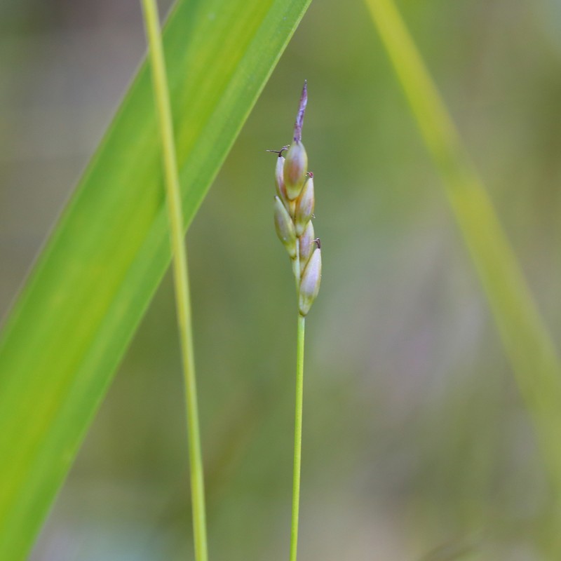 Carex leptalea subsp. pacifica photo 4