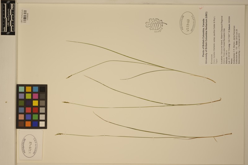 Carex leptalea subsp. pacifica photo 5