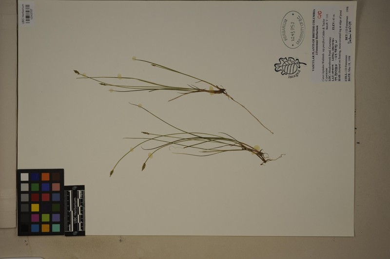 Carex leptalea subsp. pacifica photo 6