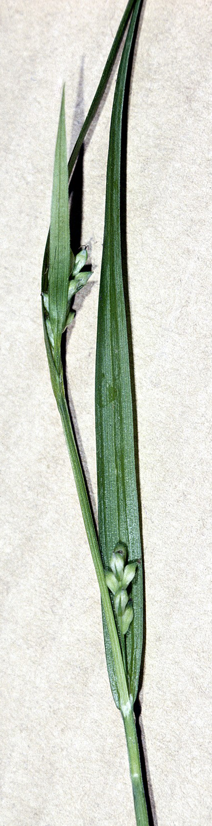 Nerveless Woodland Sedge
