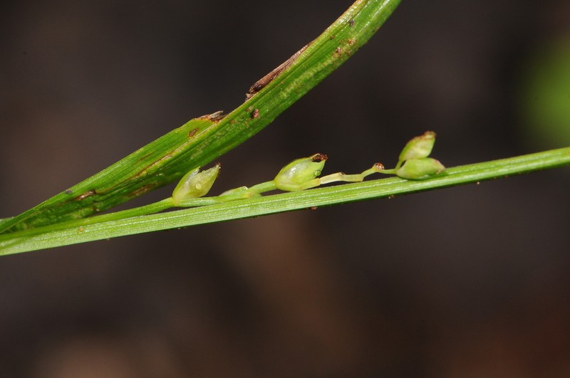Nerveless Woodland Sedge photo 5