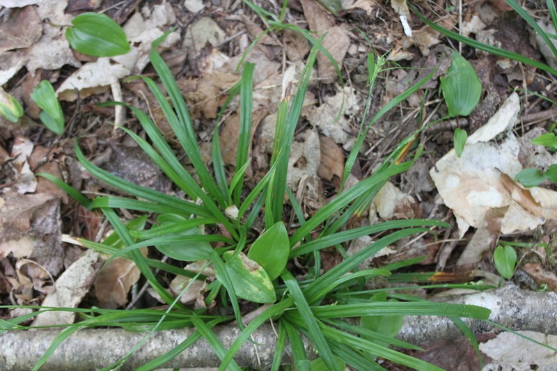 Nerveless Woodland Sedge photo 7