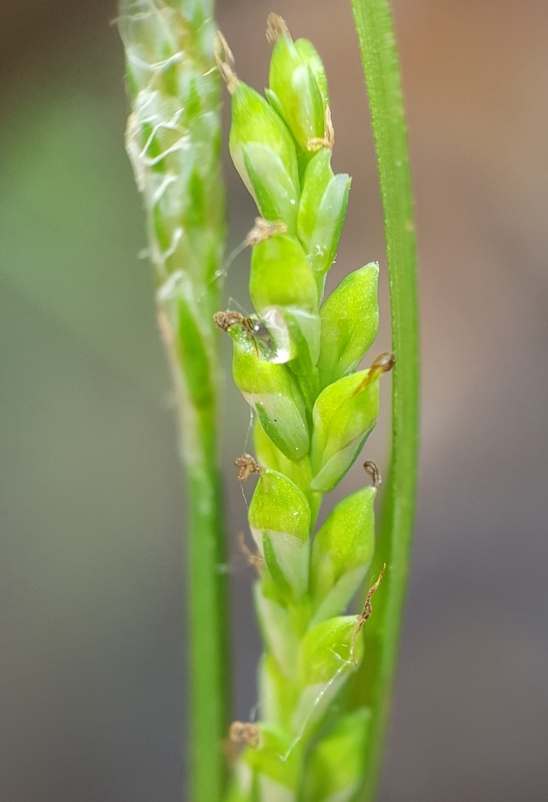 Nerveless Woodland Sedge photo 8
