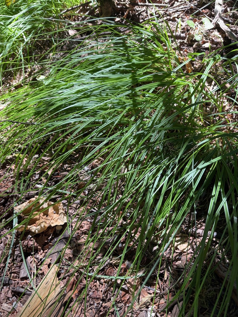Taperfruit Shortscale Sedge photo 2