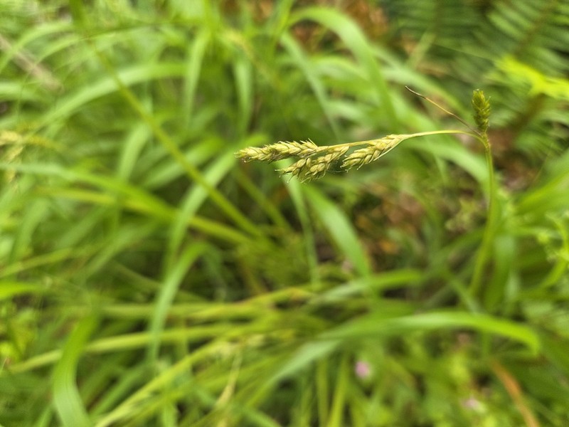 Taperfruit Shortscale Sedge photo 3