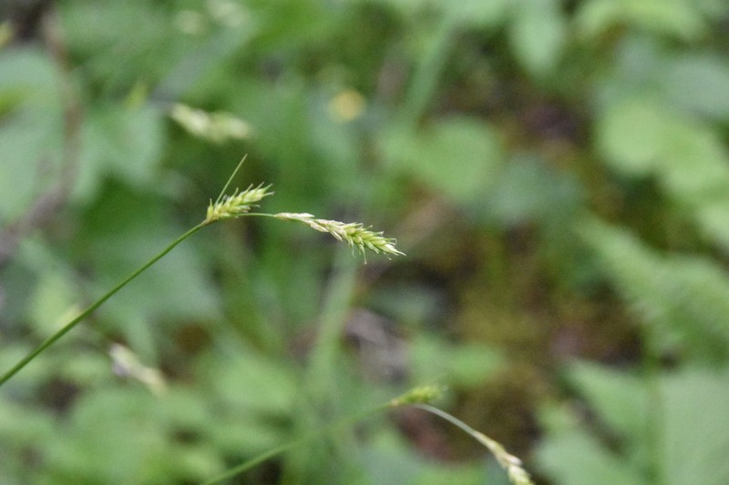 Taperfruit Shortscale Sedge photo 4