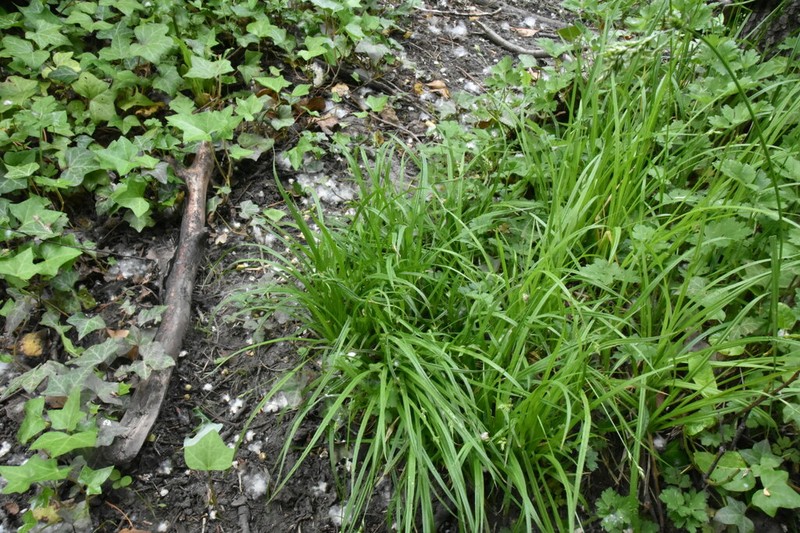 Taperfruit Shortscale Sedge photo 5