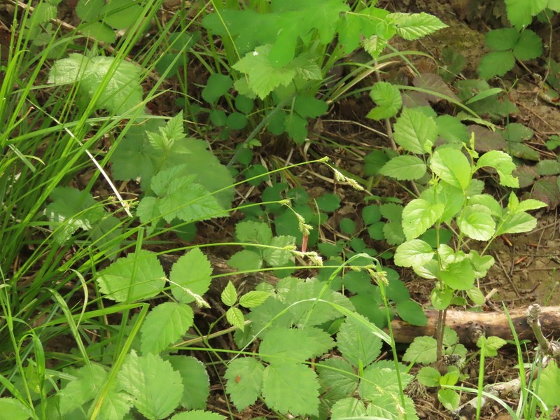 Taperfruit Shortscale Sedge photo 6