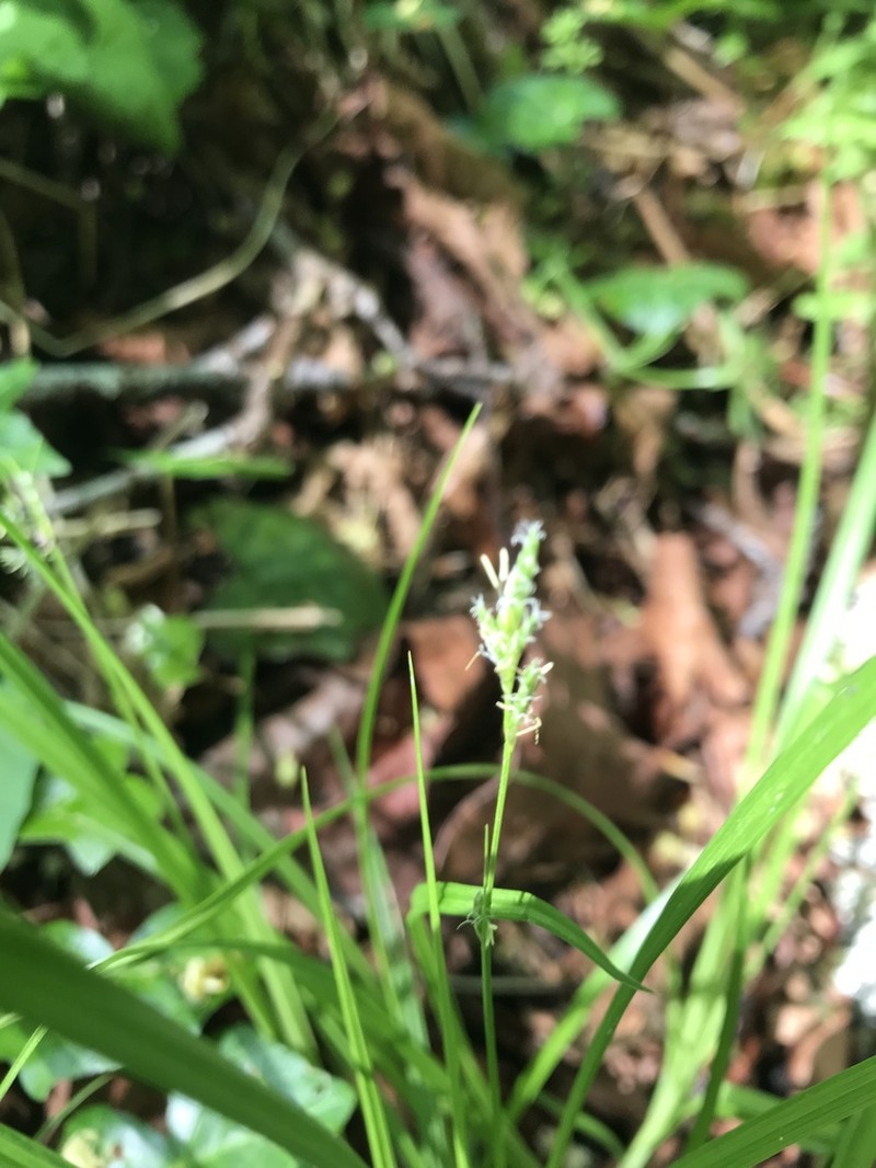 Taperfruit Shortscale Sedge photo 7