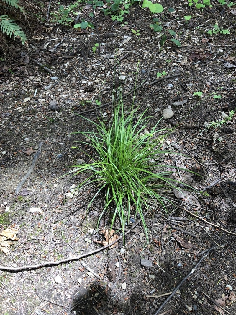Taperfruit Shortscale Sedge photo 8