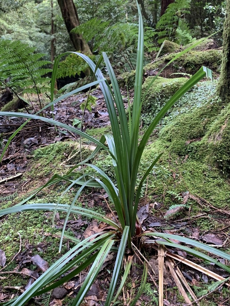 Carex leviosa