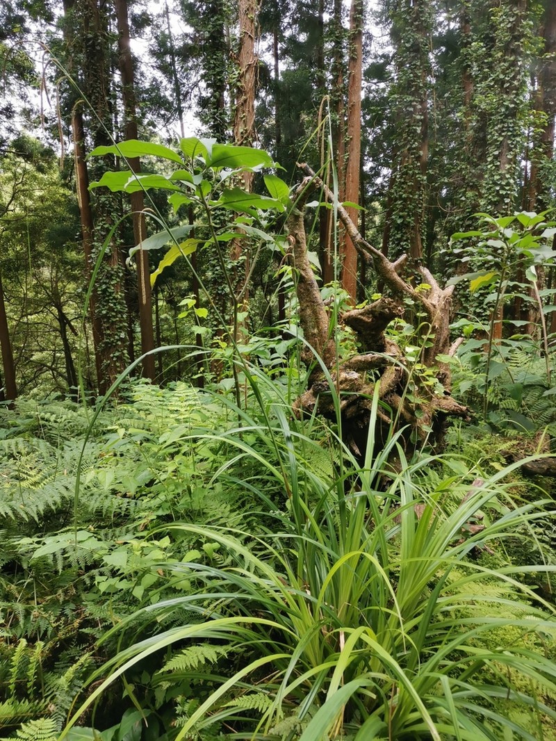 Carex leviosa photo 2