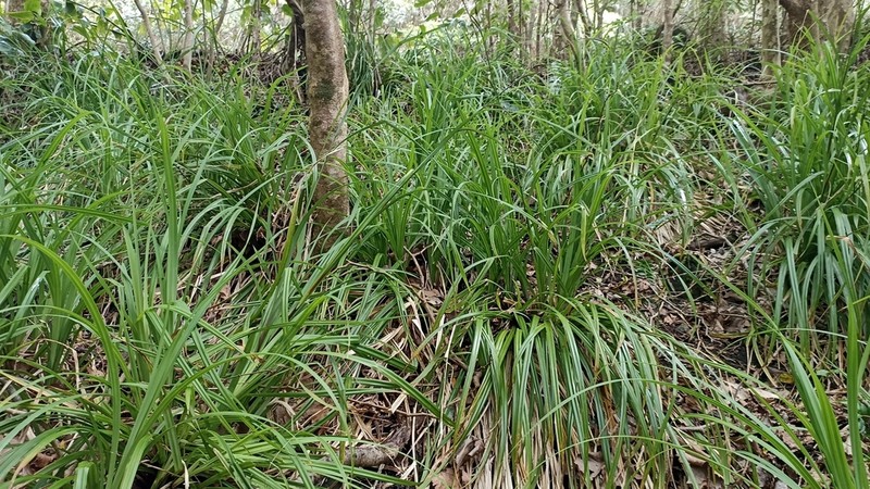 Carex leviosa photo 3