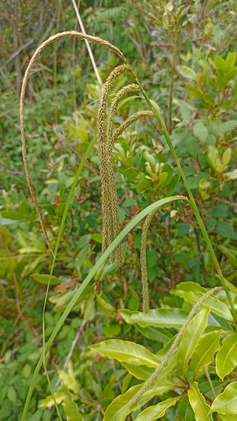 Carex leviosa photo 4