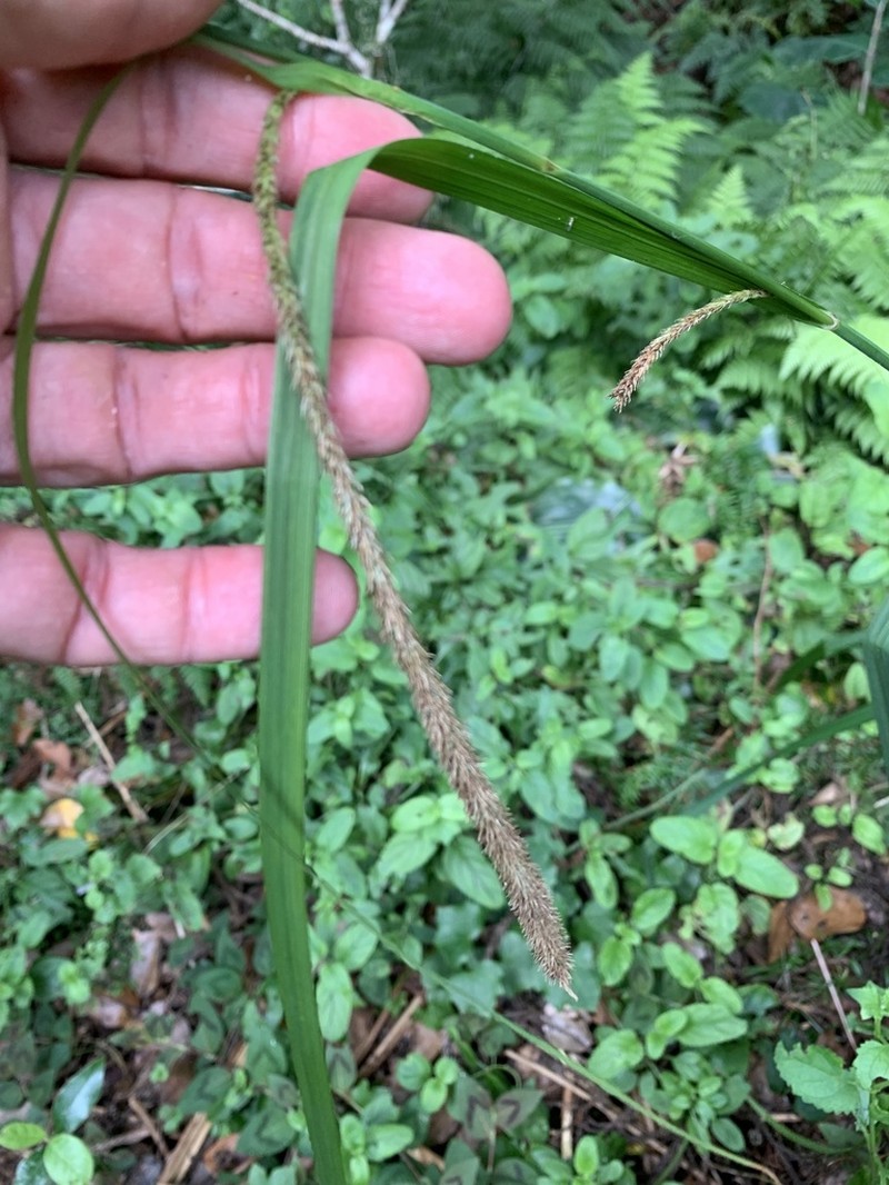 Carex leviosa photo 5