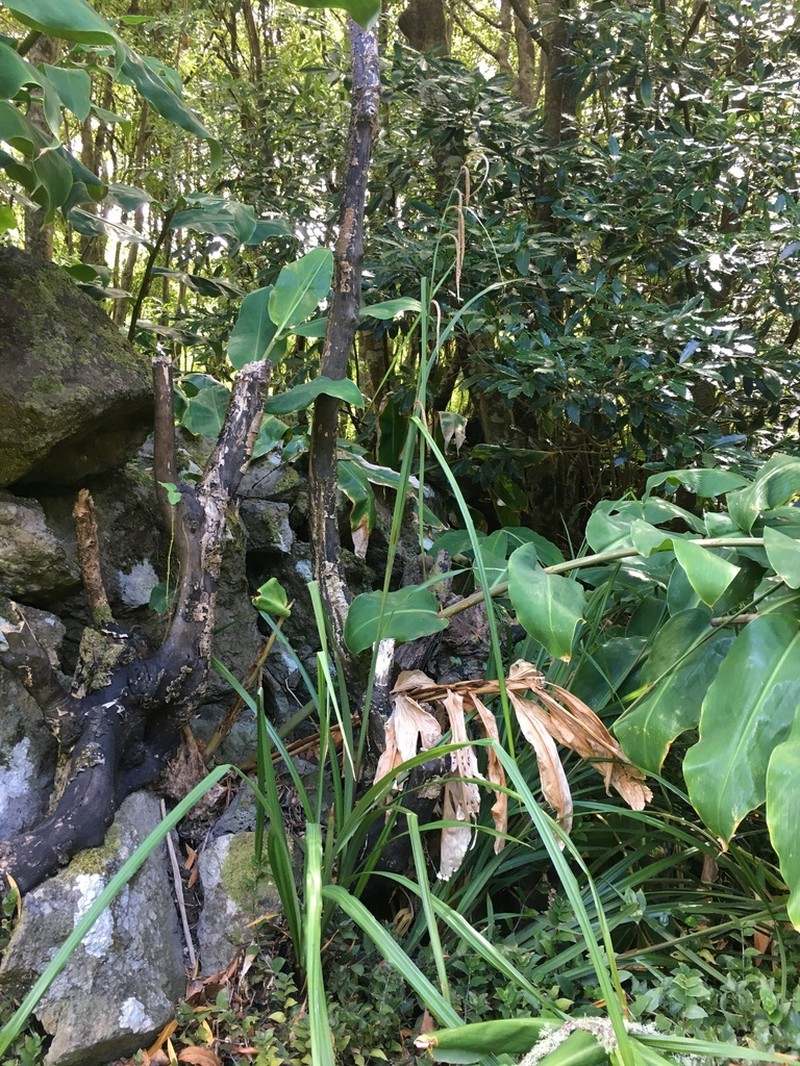 Carex leviosa photo 6