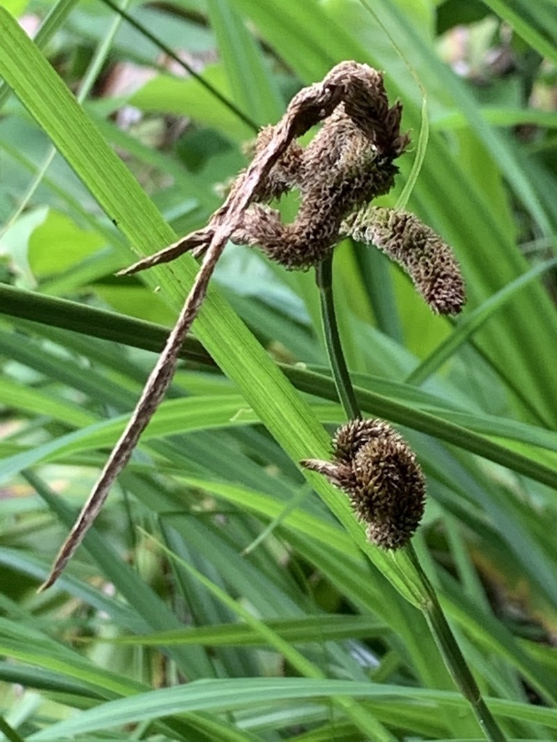 Carex leviosa photo 7