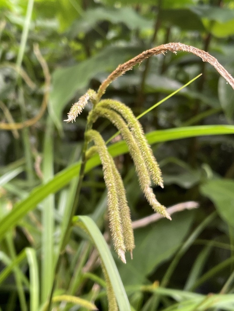 Carex leviosa photo 8