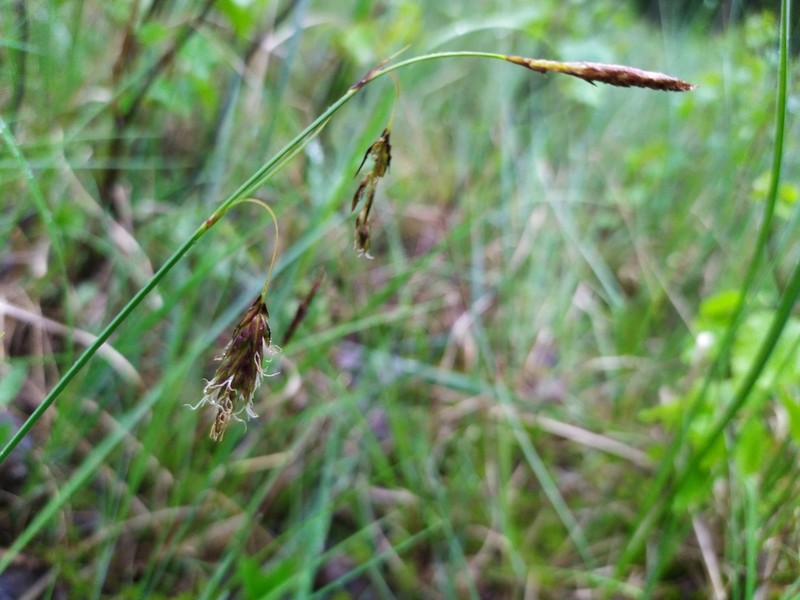 Mud Sedge photo 3