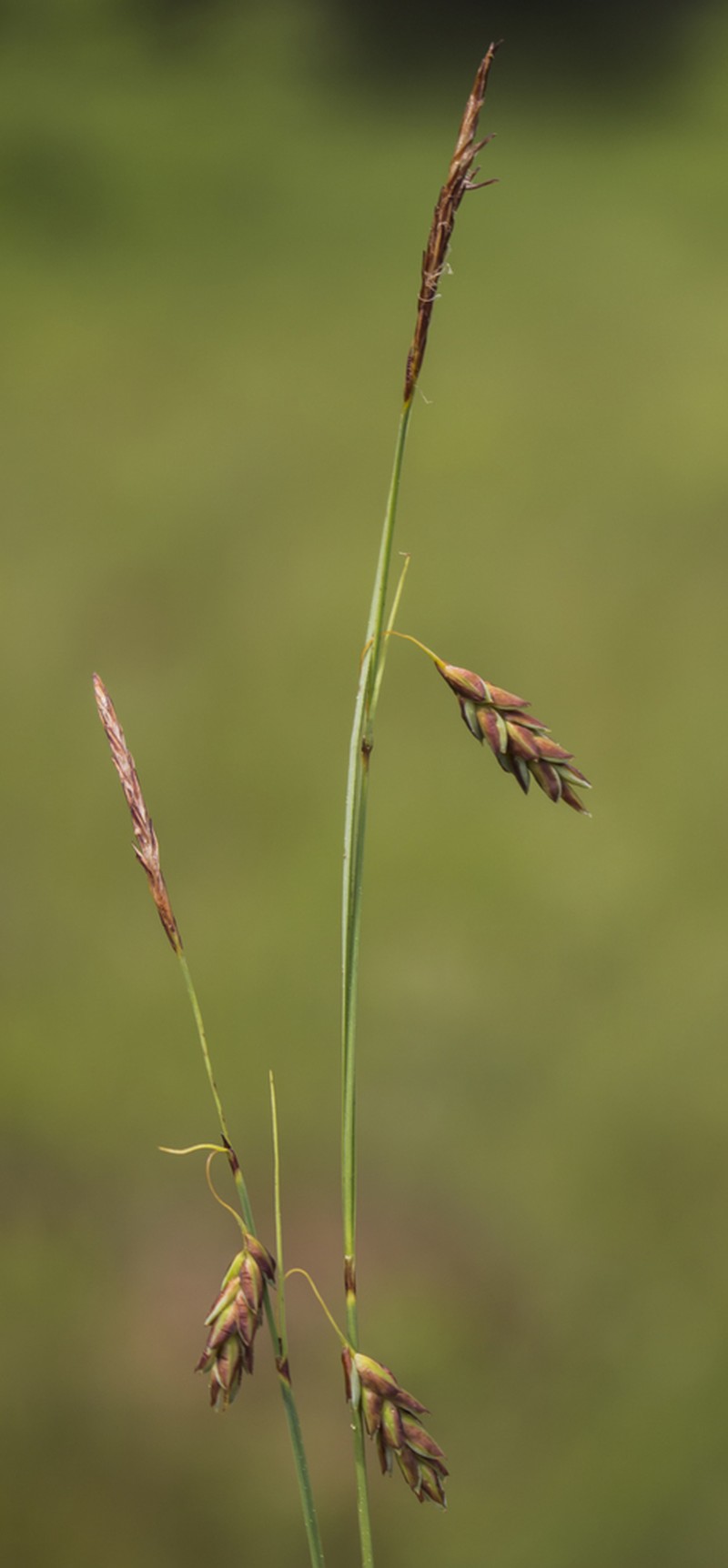 Mud Sedge photo 4
