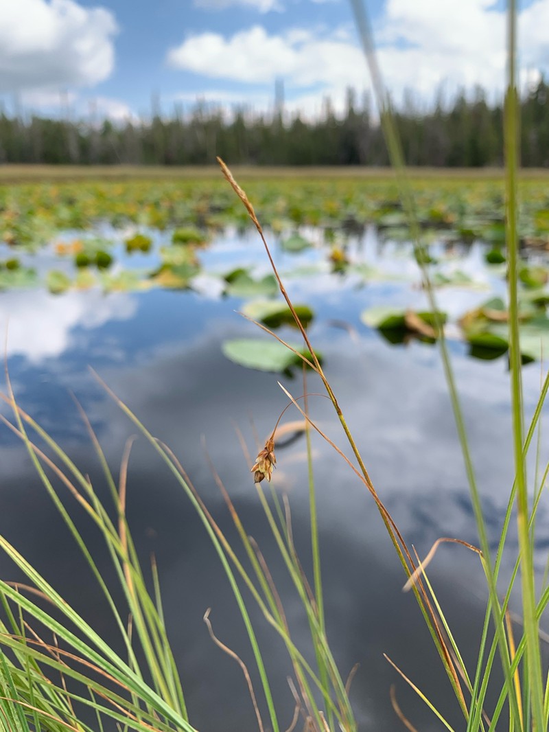 Mud Sedge photo 5