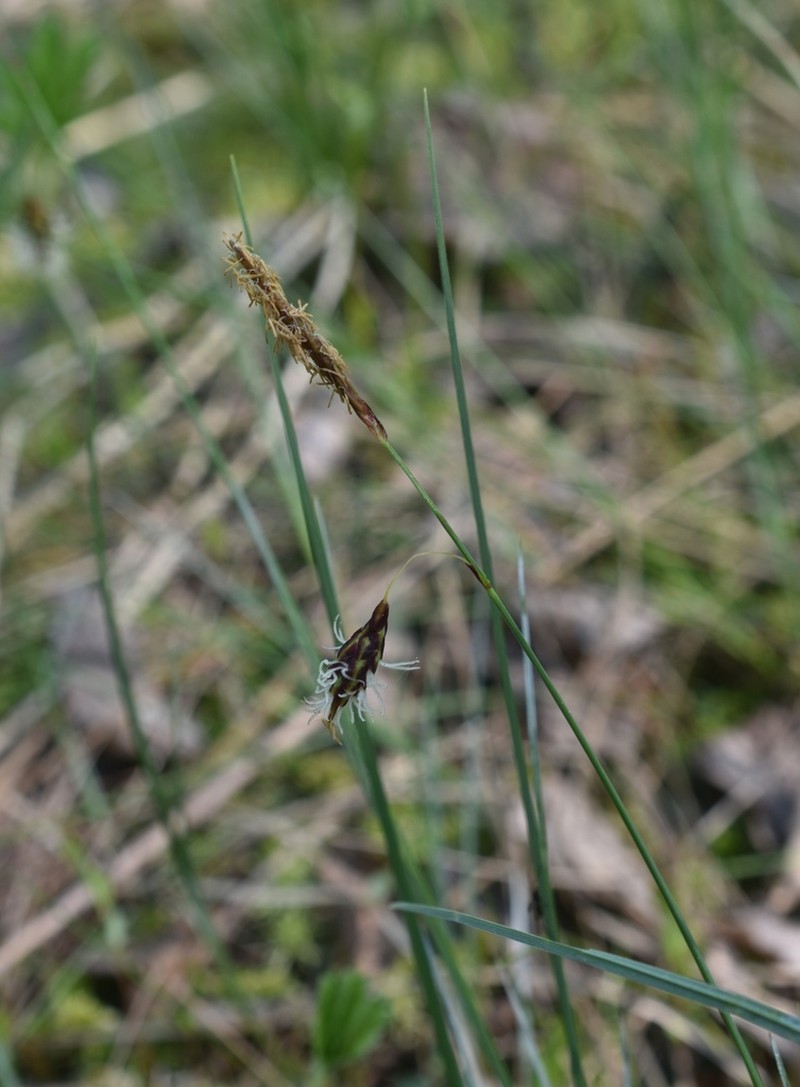 Mud Sedge photo 6