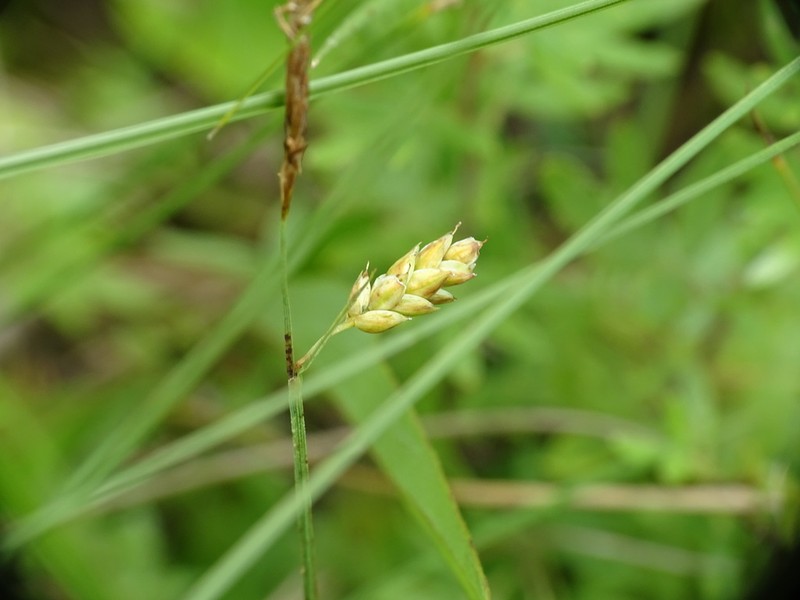 Mud Sedge photo 7