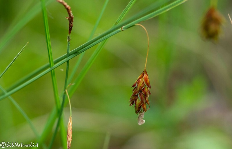 Mud Sedge photo 8