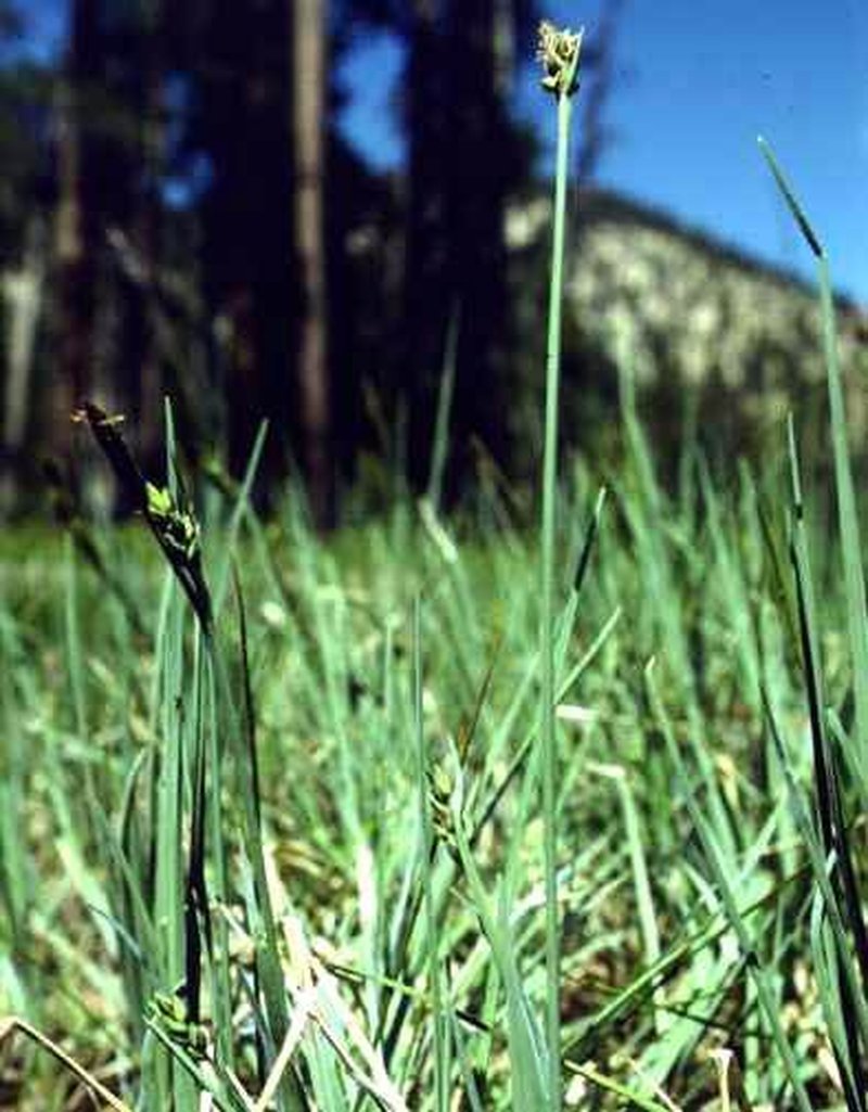 Livid Sedge