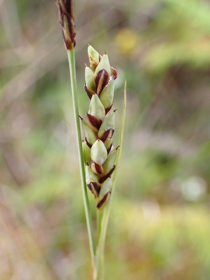 Livid Sedge photo 3