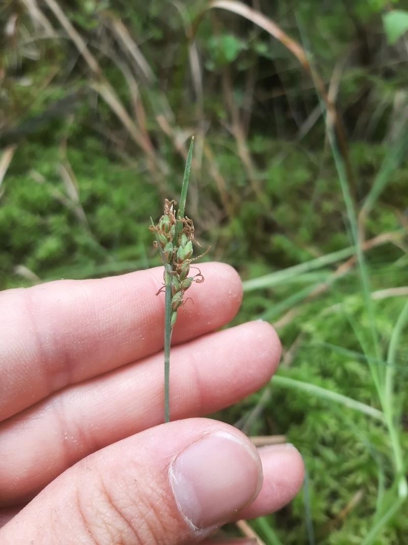 Livid Sedge photo 4
