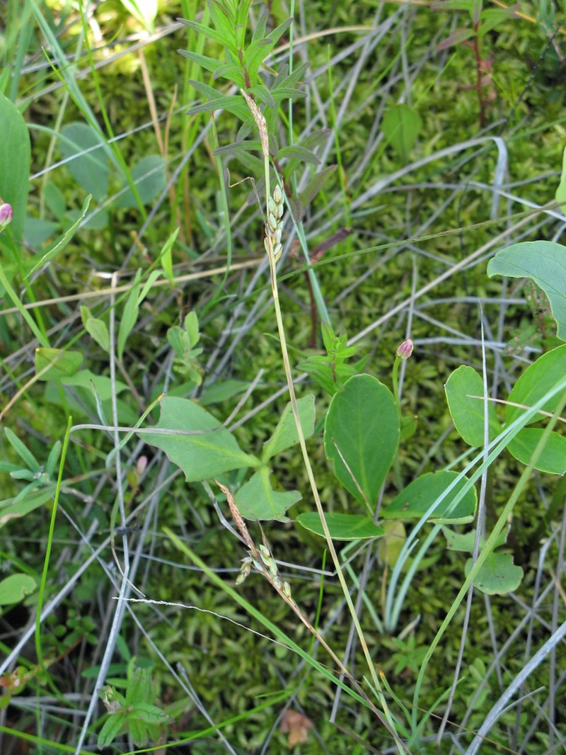Livid Sedge photo 5