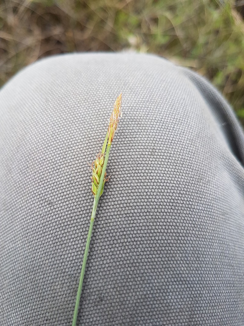 Livid Sedge photo 6