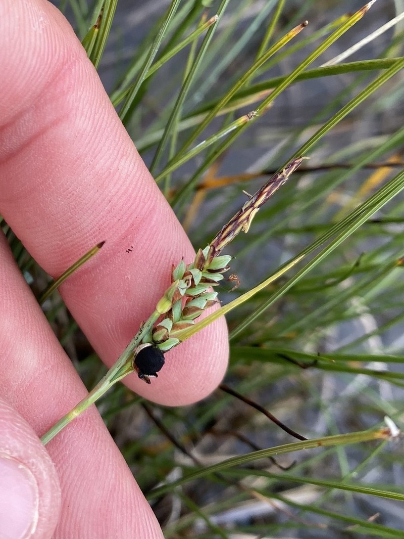 Livid Sedge photo 7