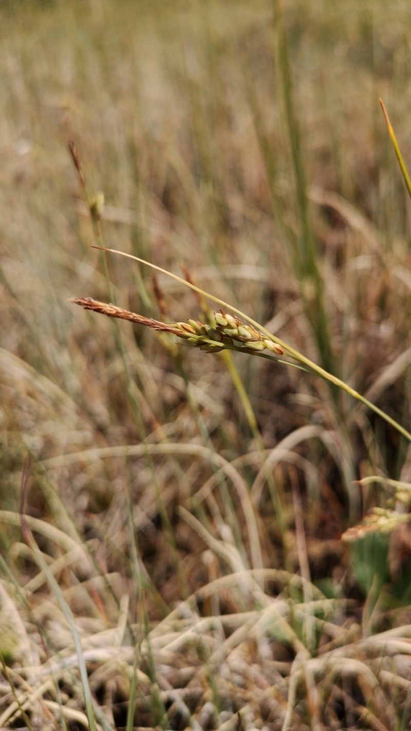 Livid Sedge photo 8