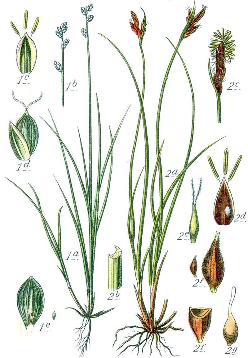 Ryegrass Sedge