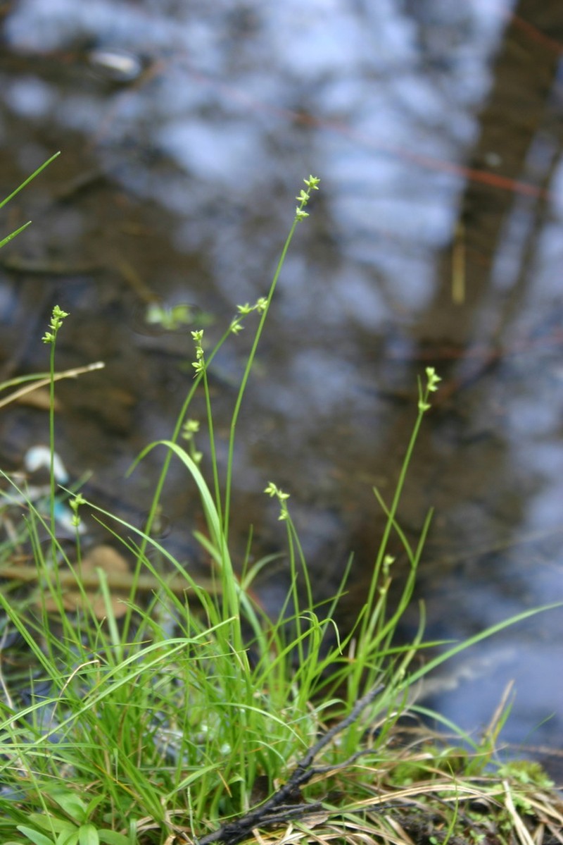 Ryegrass Sedge photo 6
