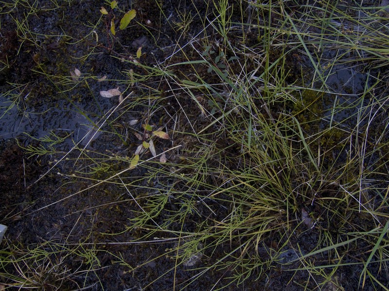 Ryegrass Sedge photo 7