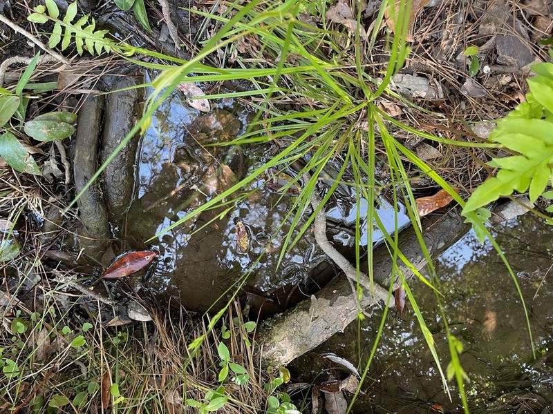 Southern Long Sedge photo 2