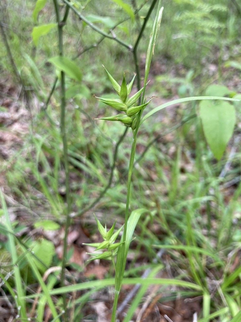 Southern Long Sedge photo 3