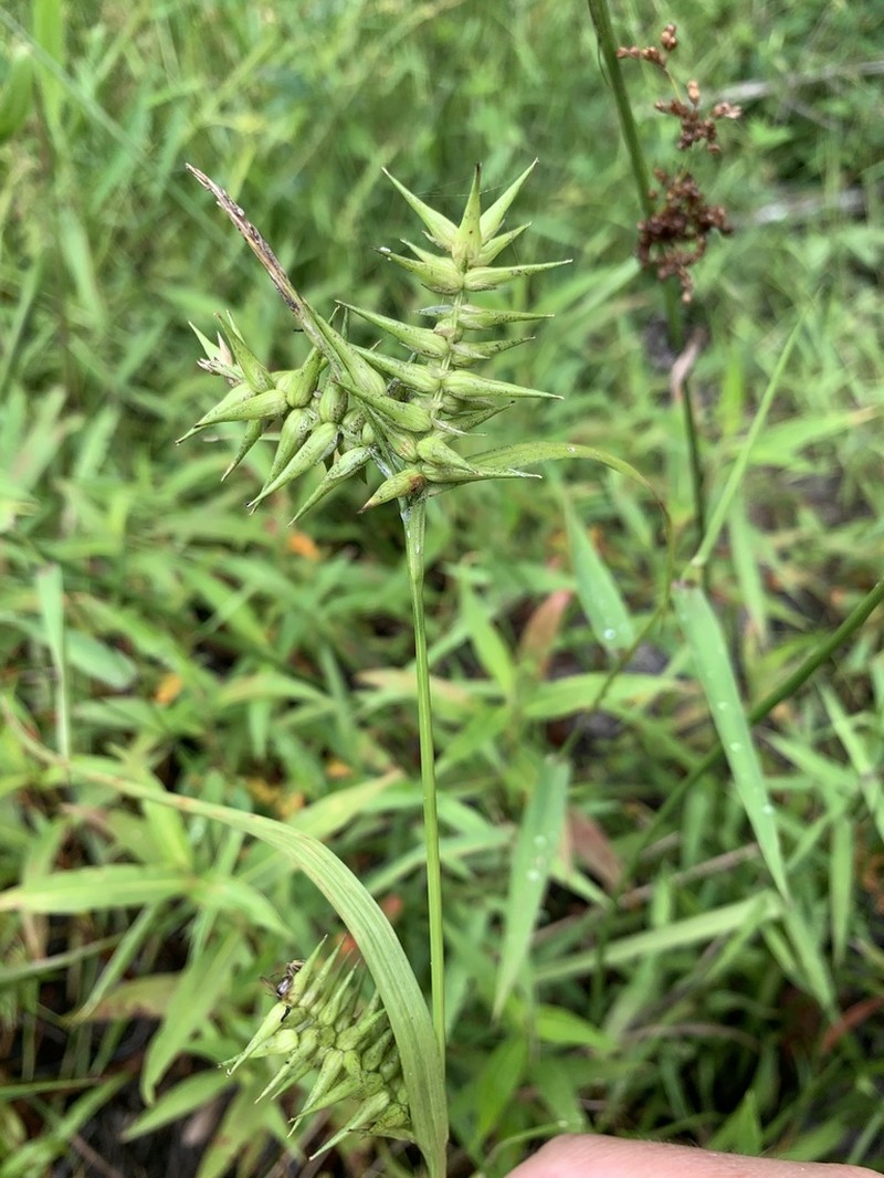 Southern Long Sedge photo 4