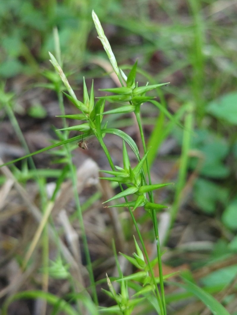 Southern Long Sedge photo 5