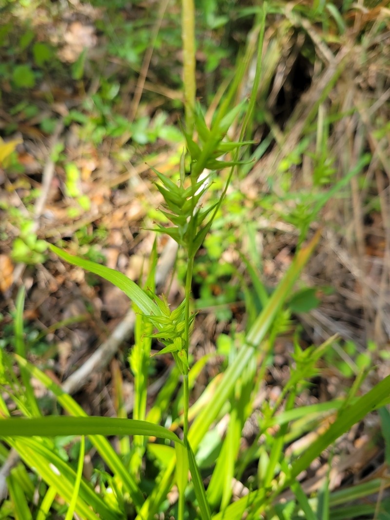 Southern Long Sedge photo 6