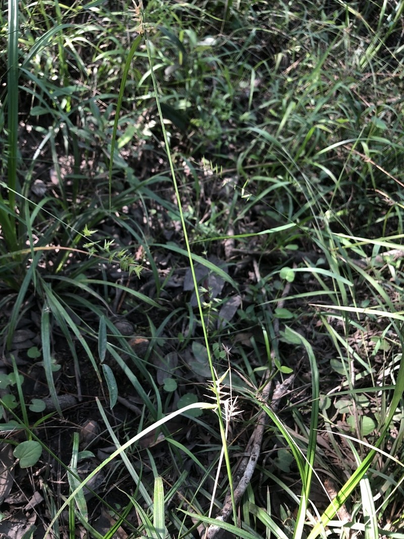 Southern Long Sedge photo 7
