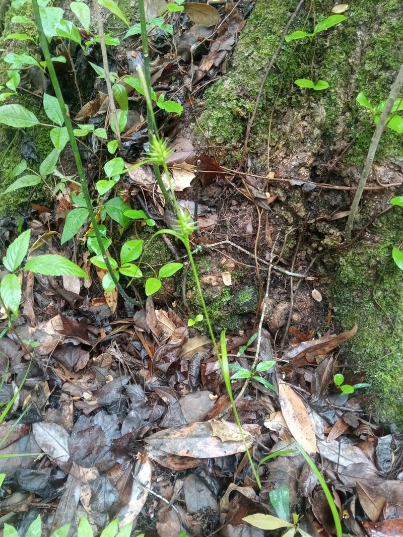 Southern Long Sedge photo 8
