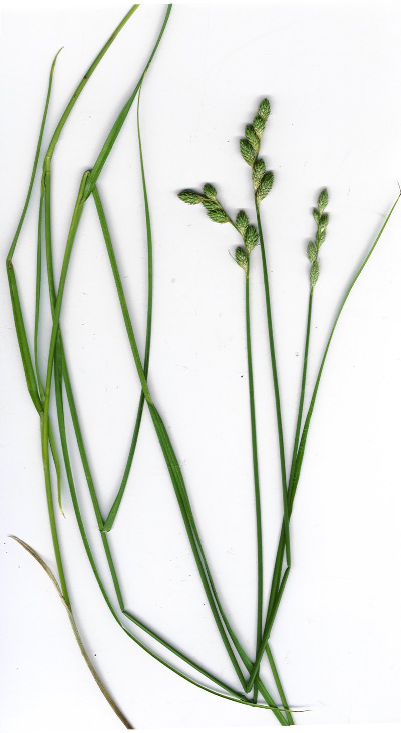 Long's Sedge