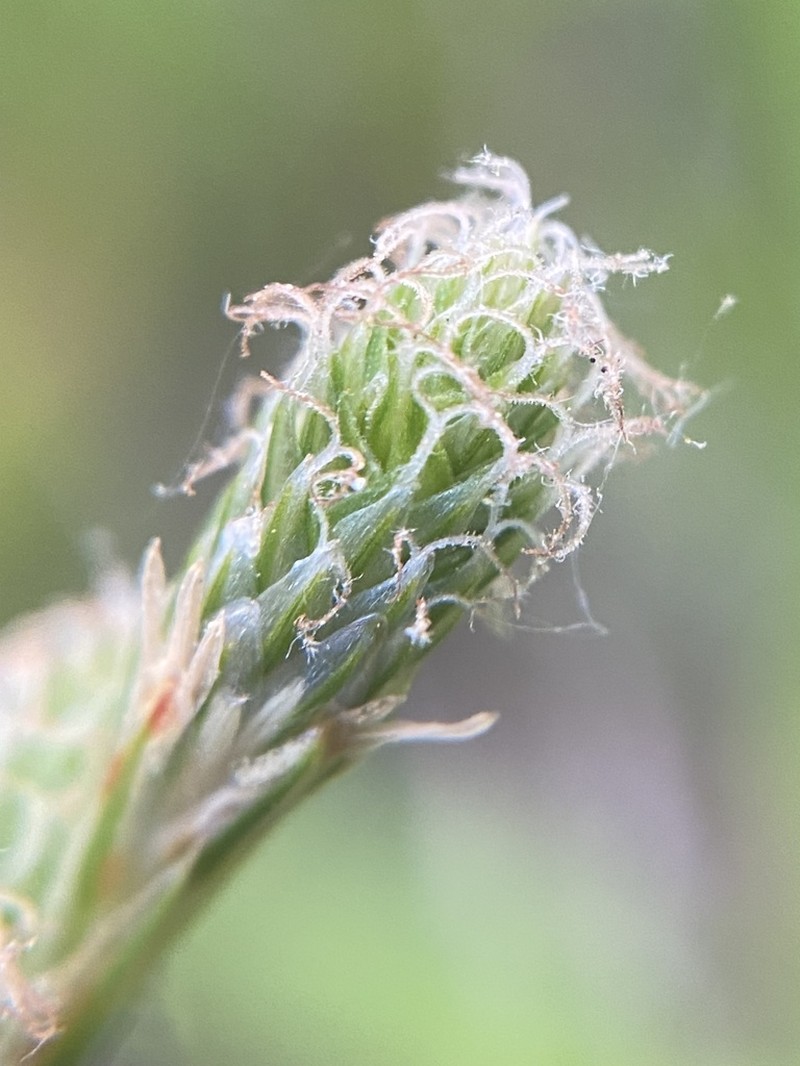 Long's Sedge photo 4